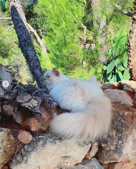 屏幕快照 2020-02-03 下午5.56.55