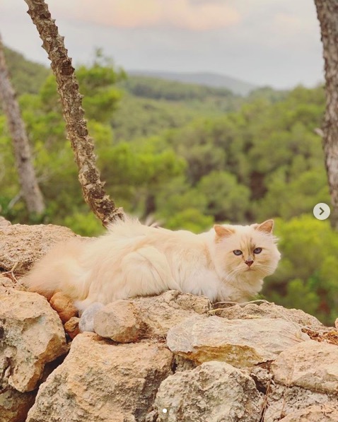 屏幕快照 2020-02-03 下午5.57.14