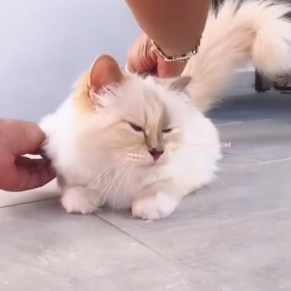 屏幕快照 2020-02-03 下午5.57.45