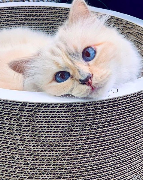 屏幕快照 2020-02-03 下午5.59.21