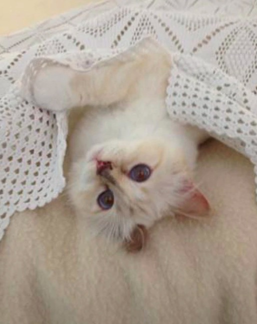 屏幕快照 2020-02-03 下午6.07.26