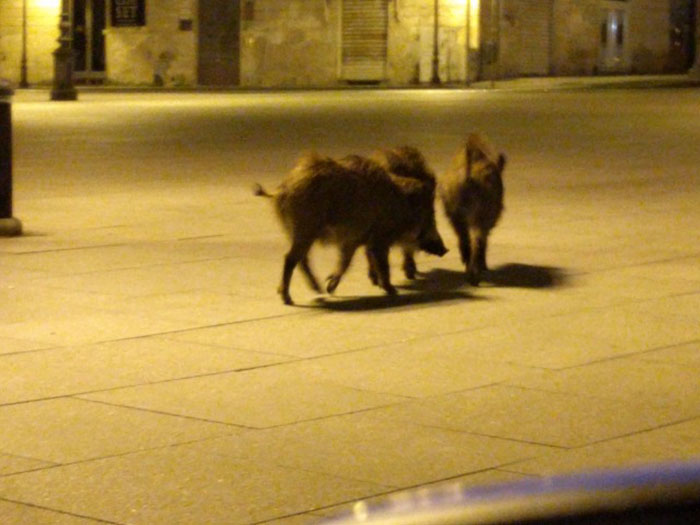 animals-in-streets-during-coronavirus-quarantine-1-5e70e3c8316a5__700
