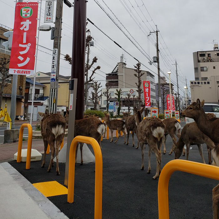 animals-in-streets-during-coronavirus-quarantine-5e70e596e5b05__700