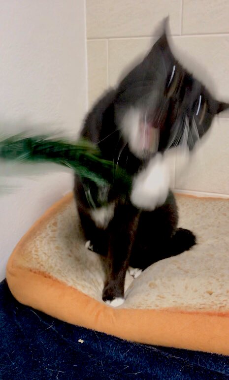 1587871270-9446-mB2MIXc3-vDMq