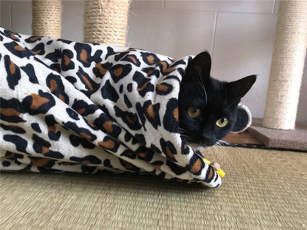 1587871276-3418-0aqe3bmnB-AFGF