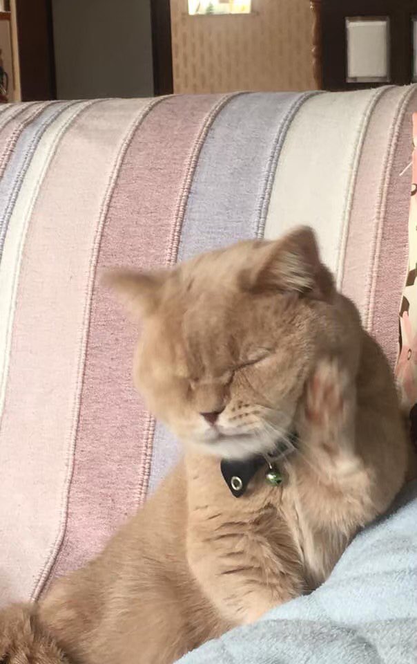 1587871287-7310-jW2QFNHu-d7Ie