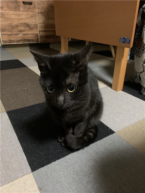 1587871291-8976-0RLveDxRD-9Pcq