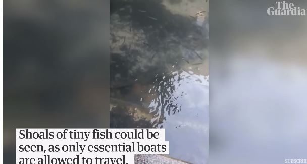 fish.JPG