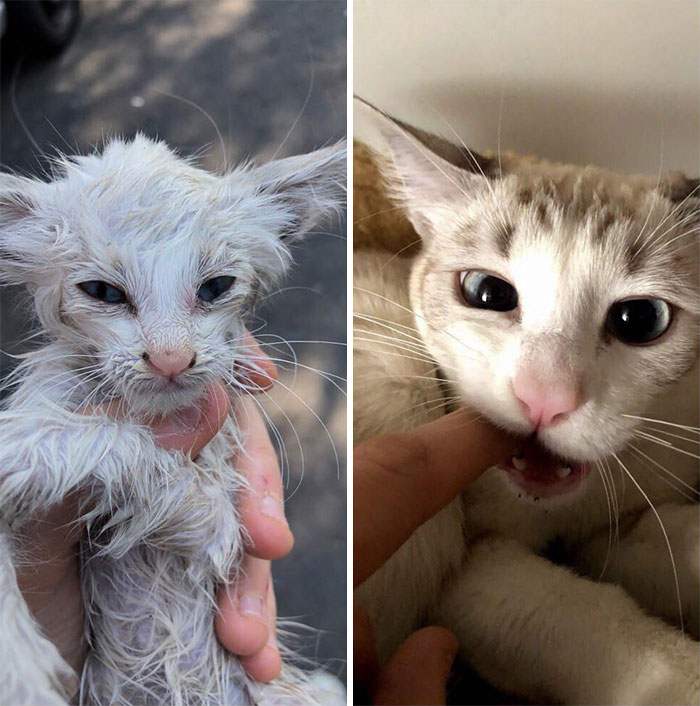 rescue-kittens-before-after-21-5e999f40b8f3f__700