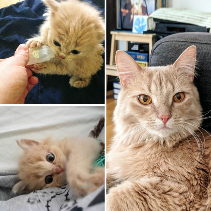 rescue-kittens-before-after-228-5e9d9431659e9__700