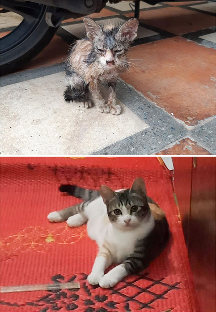 rescue-kittens-before-after-23-5e99a214a3931__700