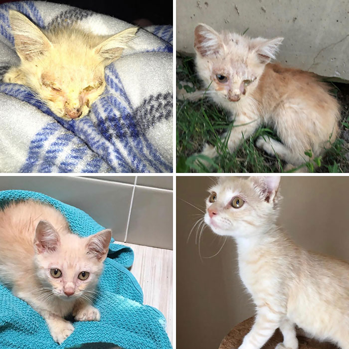 rescue-kittens-before-after-239-5e9d9578d2013__700