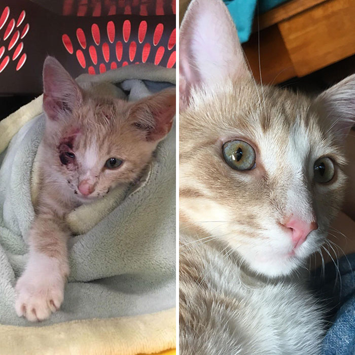 rescue-kittens-before-after-24-5e99a36536264__700