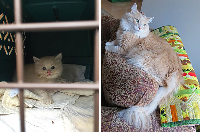 rescue-kittens-before-after-250-5e9da14982e45__700