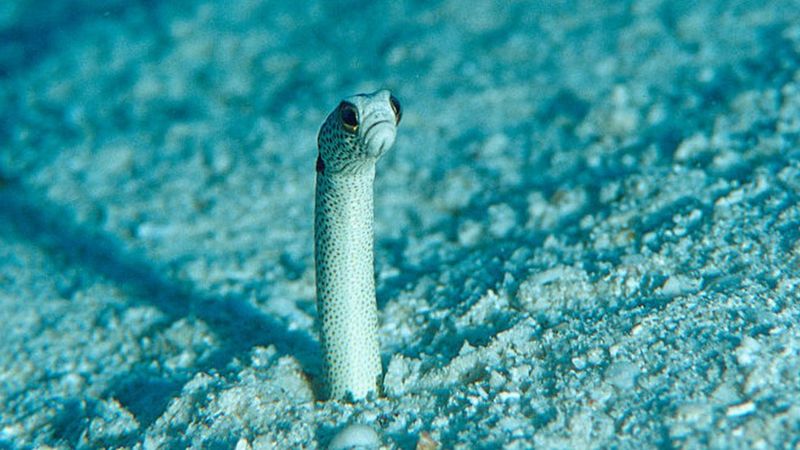 _112057527_gardeneel2