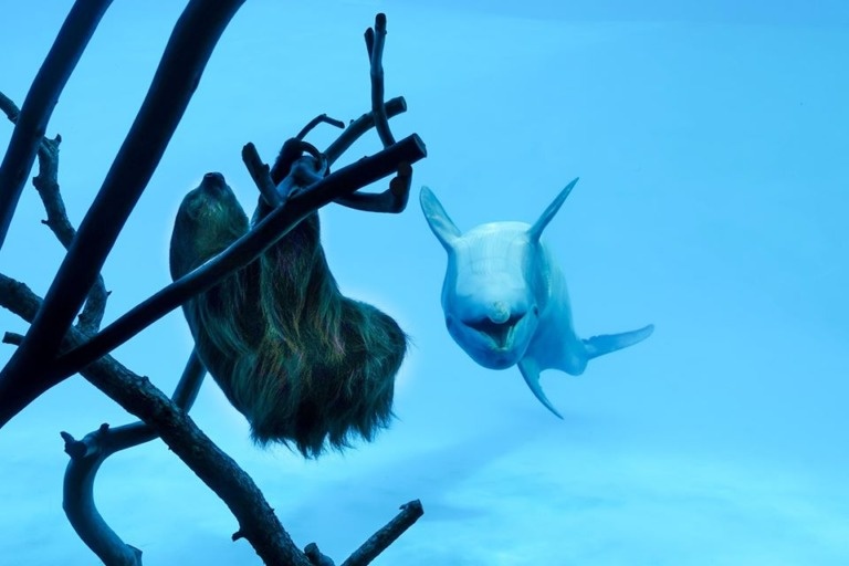 adorable-dolphin-impersonates-visiting-sloth-while-aquarium-closes-for-lock-downs-world-of-buzz-4-768x512.jpg