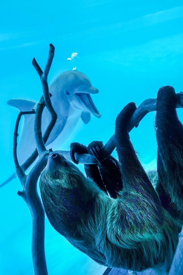 adorable-dolphin-impersonates-visiting-sloth-while-aquarium-closes-for-lock-downs-world-of-buzz.jpg