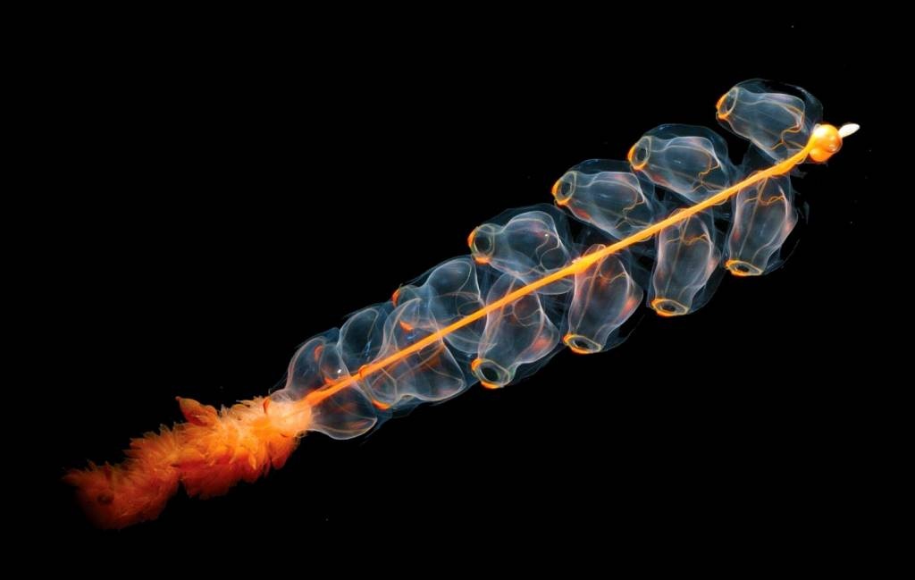 siphonophore-noaa.jpg