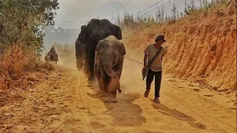 https___s3-ap-northeast-1.amazonaws.com_psh-ex-ftnikkei-3937bb4_images_2_8_3_0_26100382-5-eng-GB_Cropped-1586739935Save Elephant Foundation march dust.jpg