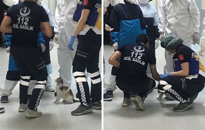mother-cat-takes-her-sick-kitten-to-hospital-5eaaae4a34e33__700