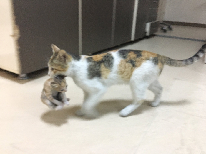 mother-cat-takes-her-sick-kitten-to-hospital-5eaaaf4f11c8f__700