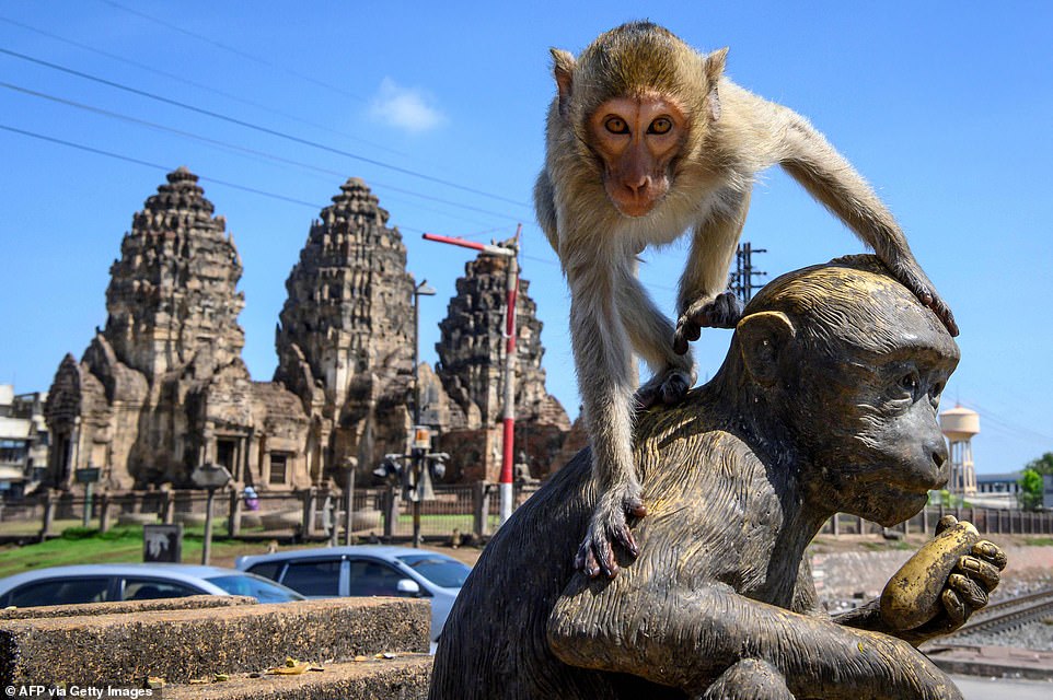 30004912-8459673-A_macaque_sits_on_top_of_a_statue_close_to_Lopburi_s_main_temple-a-18_1593091781781