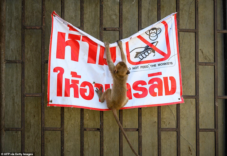 30004918-8459673-A_macaque_pulls_at_a_sign_warning_people_not_to_feed_the_monkeys-a-13_1593091781570