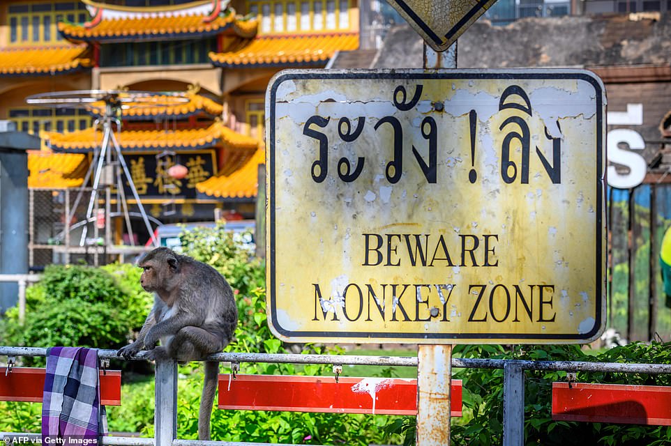 30004920-8459673-A_sign_put_up_to_warn_tourists_about_the_monkeys_now_serves_as_a-a-17_1593091781749