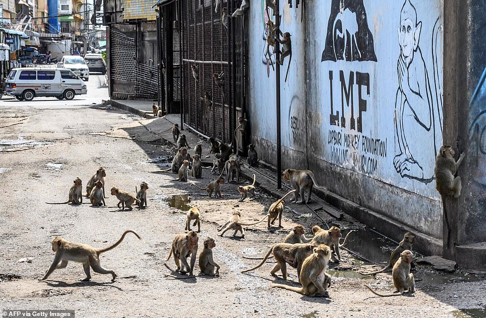 30004940-8459673-The_monkeys_have_also_started_taking_over_abandoned_properties_i-a-38_1593101526625