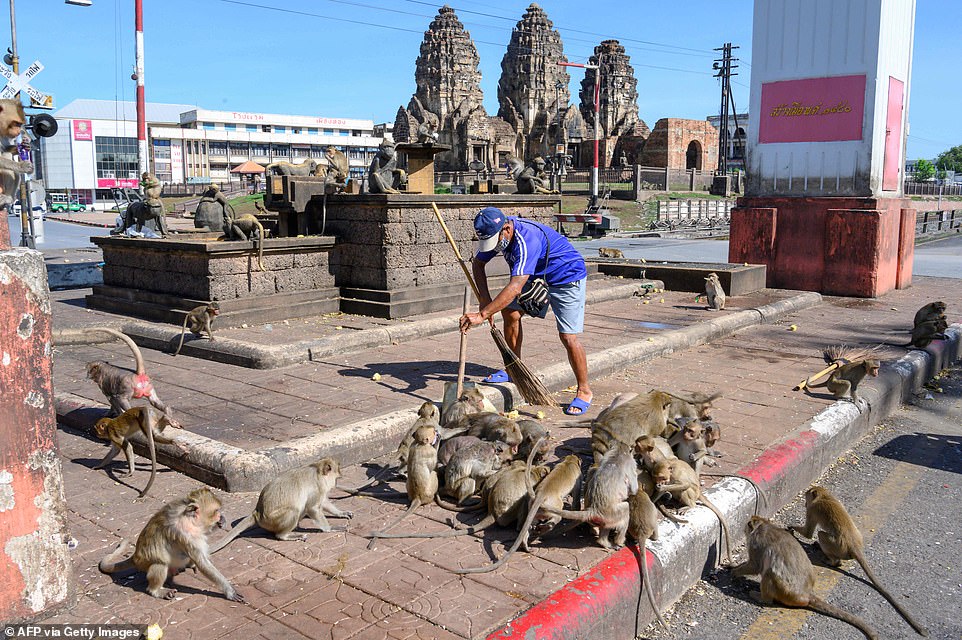 30004946-8459673-Lopburi_is_home_to_some_6_000_macaques_which_were_a_major_touris-a-6_1593091781314