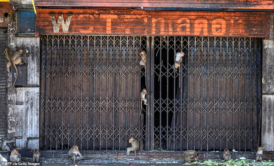 30004950-8459673-An_abandoned_shop_has_been_taken_over_by_monkeys_where_they_will-a-40_1593101526771