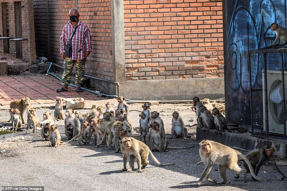 30004958-8459673-A_man_observes_a_pack_of_the_animals_as_they_prowl_a_street_corn-a-20_1593091781885