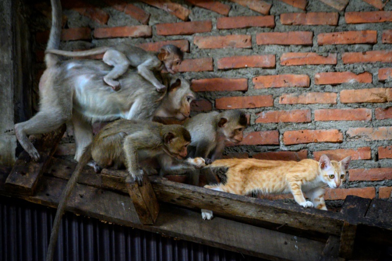AFP5957790923661637857552920960634917169108-animals-thailand-tourism-animal-tourism-4