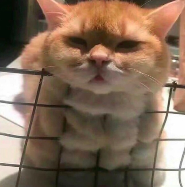 屏幕快照 2020-06-27 下午10.03.27