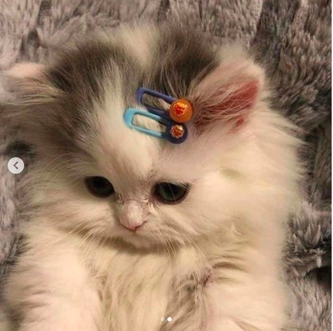 屏幕快照 2020-06-27 下午10.11.00