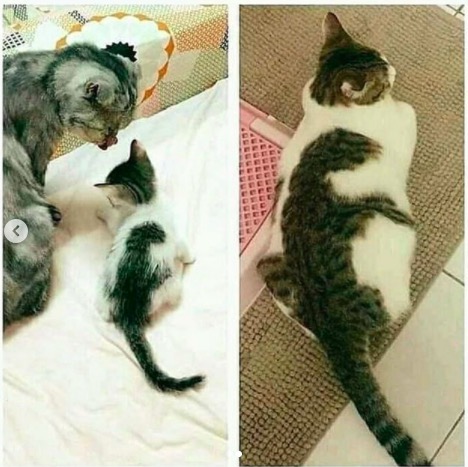 屏幕快照 2020-06-27 下午10.11.23