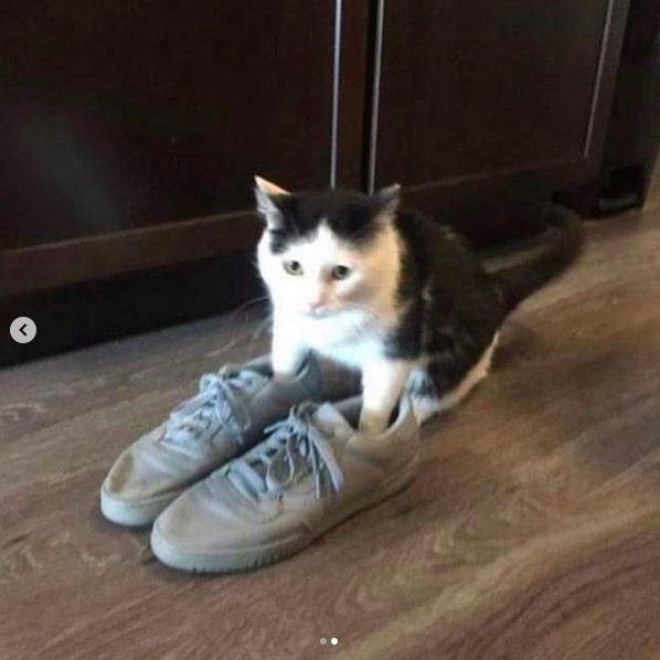 屏幕快照 2020-06-27 下午10.32.40