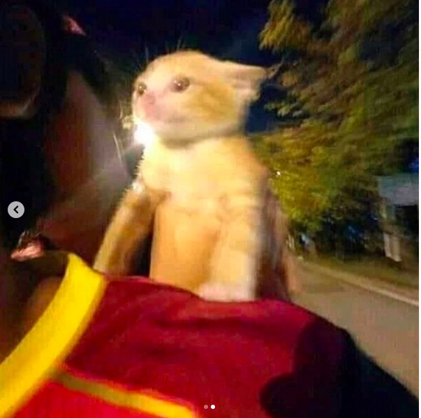 屏幕快照 2020-06-27 下午10.36.36