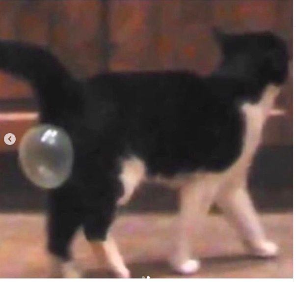 屏幕快照 2020-06-27 下午10.37.15