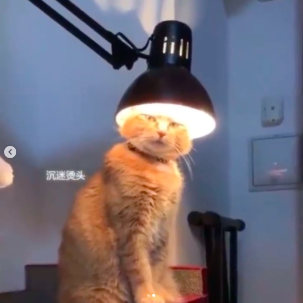 屏幕快照 2020-06-27 下午10.37.55