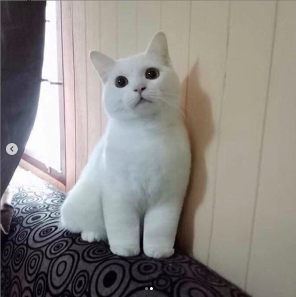 屏幕快照 2020-06-27 下午10.39.52