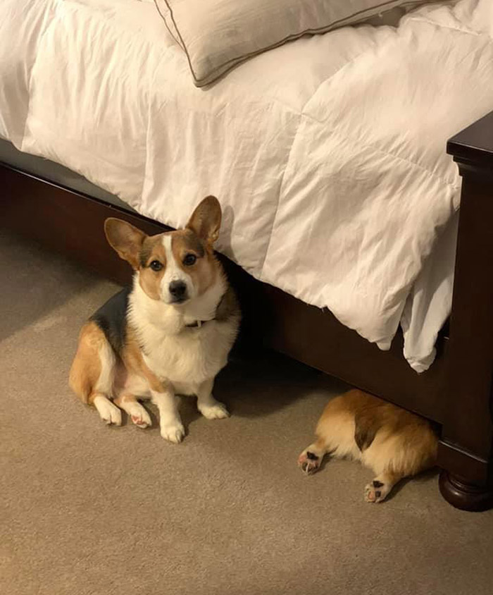 0y8za-dog-butt-hiding