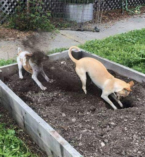 2gdqk-dog-dirt-in-face