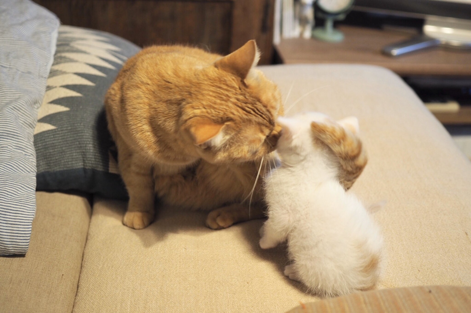 722437d4fe0ca625a5b5c0a6b58f2c72