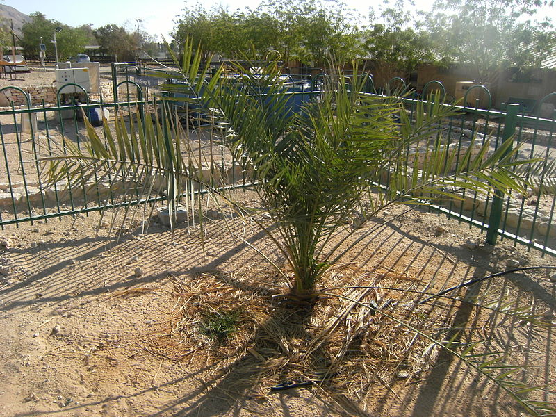 800px-JudeanDatePalmMethuselah
