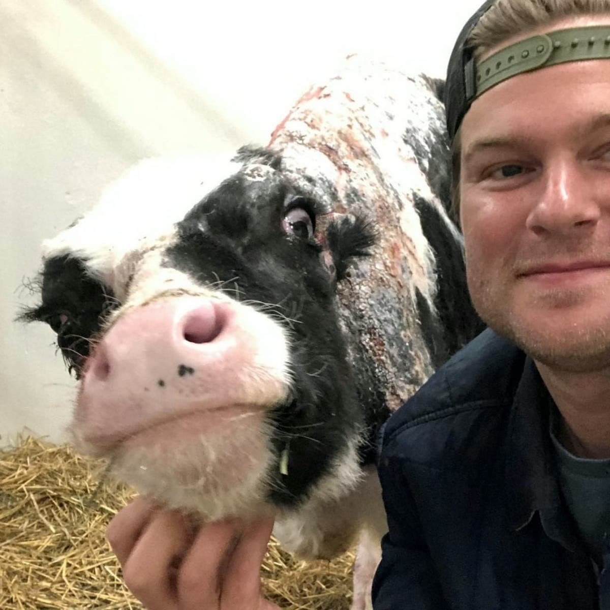 barn-blaze-calf-155712