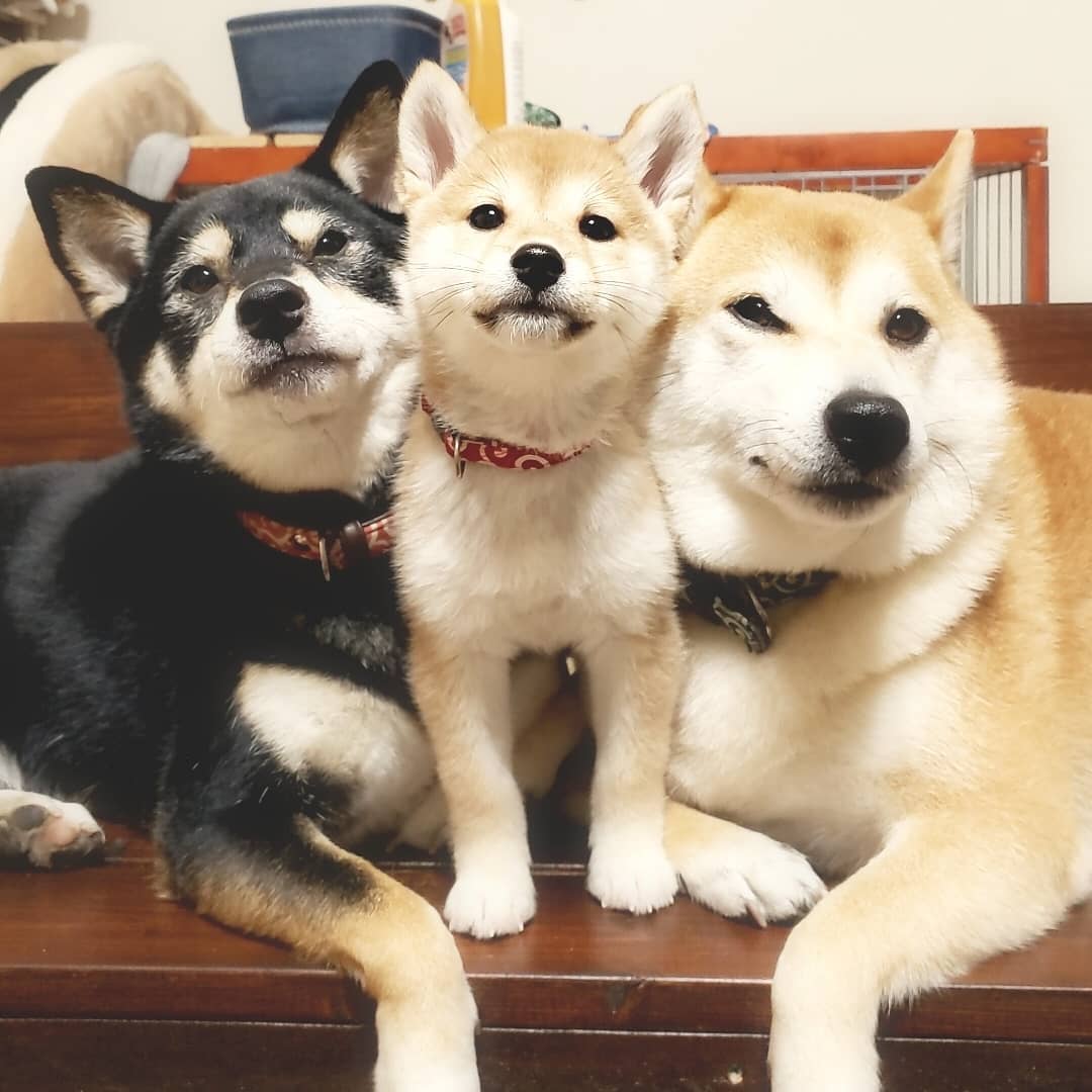 柴犬三姐妹的甜蜜日常，各种合照简直就是闺蜜照模板啊！ – 英国那些事儿