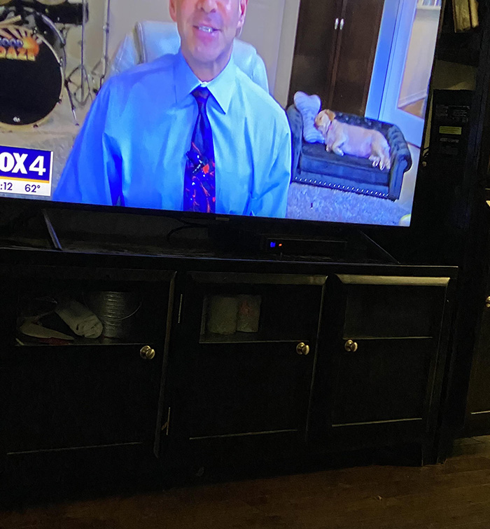 e9f6q-weatherman-dog-couch