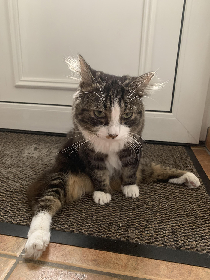 egj52-cat-disabilities-sits