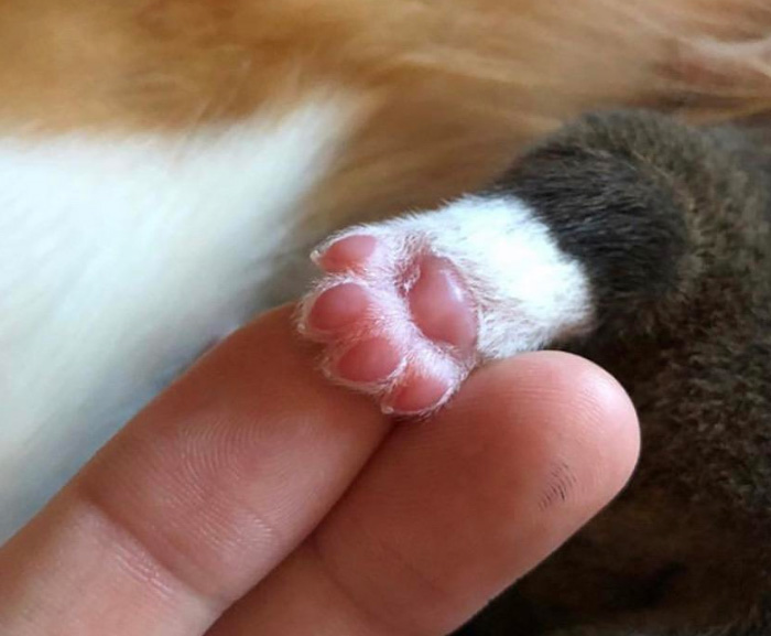 g4k6d-baby-corgi-paw